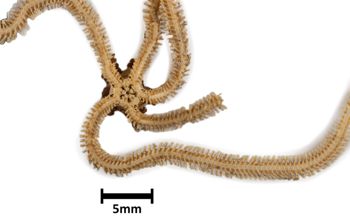 Media type: image;   Invertebrate Zoology OPH-3744 Description: Bottom up view of single ophiuroid specimen with a scale bar.;  Aspect: ventral